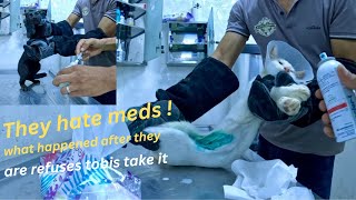 Cats' recovery after neutering takes effort from us to care for them.