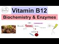 Vitamin B12 Deficiency and Metabolism