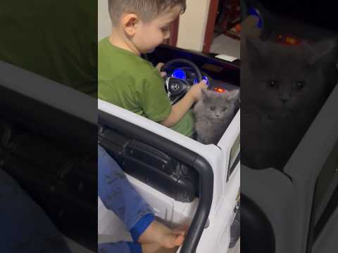 القطه طالعه بالسياره مع كريم وجاد  #سبايدرمان #خلودة #شفا #العاب_اطفال #شرطة #حيوانات