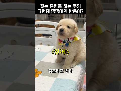 "짖어!!!"짖는 훈련을 하는 주인 그런데 댕댕이의 반응이?