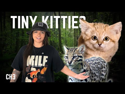 The 8 Lineages of Cats (That We Know Of) | History of Cats Episode 3 | Lindsay Nikole