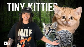 The 8 Lineages of Cats (That We Know Of) | History of Cats Episode 3
