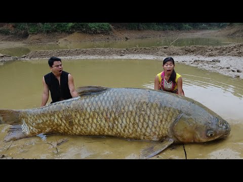 Unique Hand Fishing Catch Big Fish At Mud Pond - Cooking Big Fish For Survive