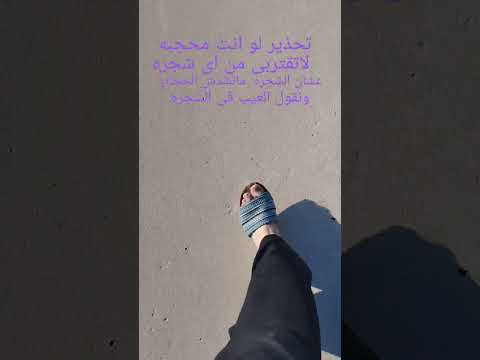 انا ماكنتش ناويه الشجره هي السبب