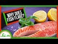Understanding Fish Muscle Physiology