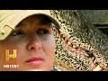 Alligator Behavior and Tagging Strategies