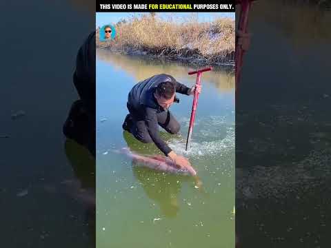 ❄️Resgate Emocionante: Peixe Preso no Gelo | Imperdível 💔🐟