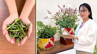 Refresh Your Small Garden. Easy Pothos Propagation for Everyone