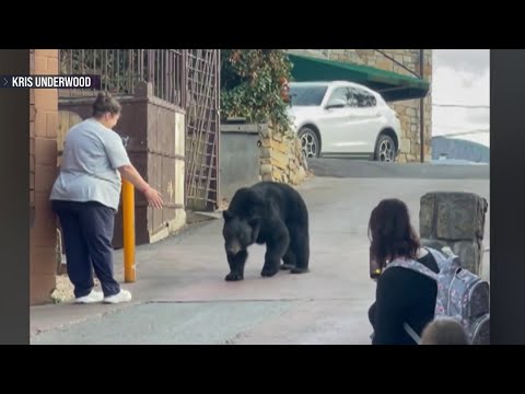 YouTube video thumbnail: Viral Encounter With Wild Bear Sparks Outrage Online