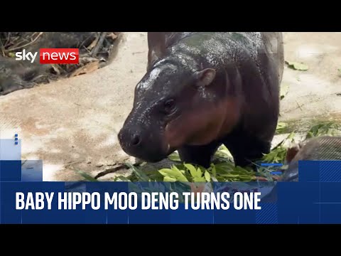 Baby hippo Moo Deng celebrates turning one