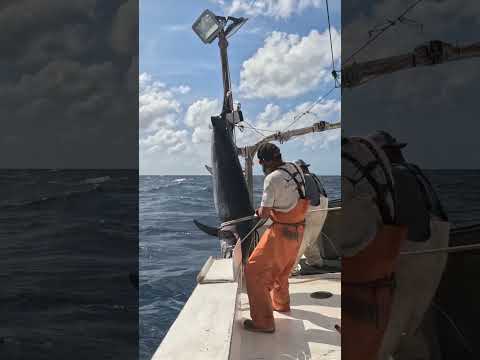 CAPT BRANDON SHEARS WITH A NICE TRIPLE #SWORFISH #PERFECTSTORM