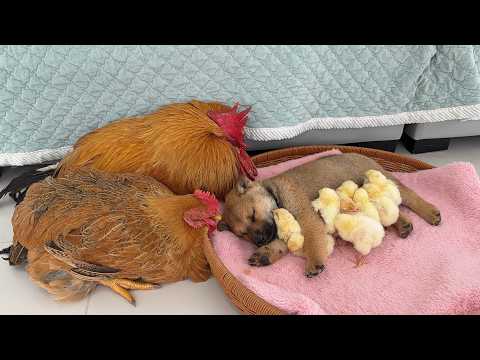 The hen was surprised! This puppy knows how to take care of chicks better than hens and cats.Funny!😊