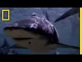 Bull Sharks: Behavior and Research Findings