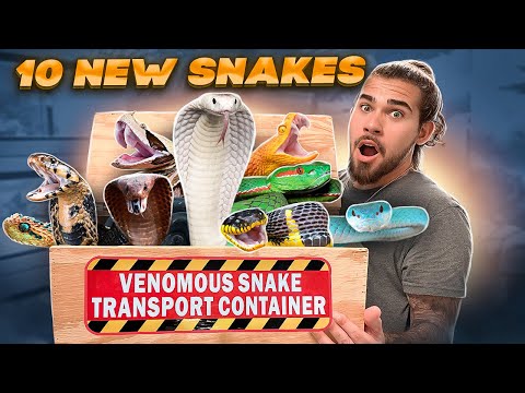 10 NEW VENOMOUS SNAKES!!!