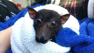 So cute bats baby Real life video | 🖤🦇#bats #wildlife #animals