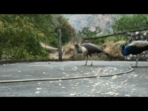 Welcome in my 372nd support Live Strem || Connect 🔄 India🇮🇳 Connect 🔄 Globally 🌍