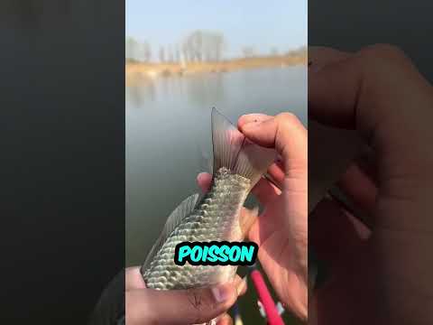 Achetez du poisson uniquement après l’avoir vérifié.