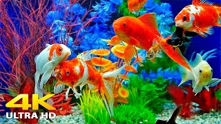 Beautiful Relaxing Coral Reef Fish