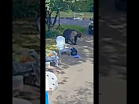 Just life in NE.#connecticut #newengland #bear #bears #family #familytime #familyguy #familyfun