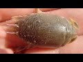 Mole Crabs: Behavior and Ecology