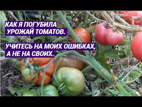 Как я погубила урожай томатов. Учитесь на моих ошибках, а не на своих.