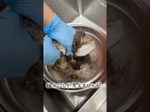 ホルモン食うならココ!この鮮度!この食感!激旨白センマイ刺し!#shorts #japanesefood