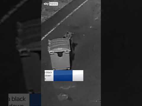 Hungry bear steals rubbish bin