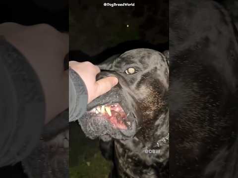 3 Most deadliest and dangerous dog breeds in the world 🔥🌎 #shorts