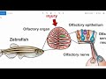 Fish Anatomy and Senses
