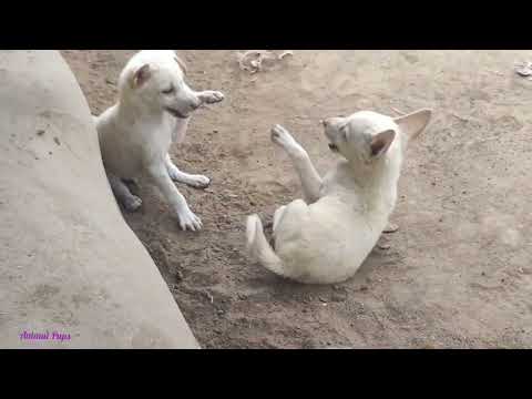 Funnest dog videos cute and funny #animalpups