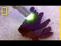 Coral Reefs and Climate Change Adaptation