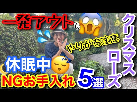 【クリスマスローズ】もうすぐ休眠明け！来春の花数を減らさないために…今やると危険なNGお手入れ5選🖐️/ 高温期にやりがちな間違いは〇〇、今までの苦労が水の泡💦【ガーデニング】