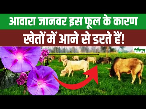 अब आवारा जानवर नहीं करेंगे फसल बर्बाद, अपनाएं ये 'बेशर्म' तरीका!। Besharam Plant Fact। Crop Safety