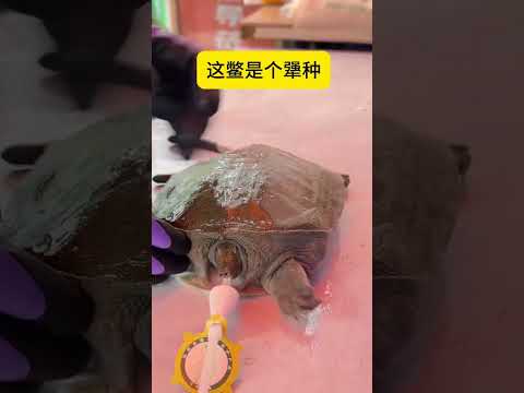 這鱉是個犟種! #甲魚 #漢壽甲魚 #甲魚防咬頭套