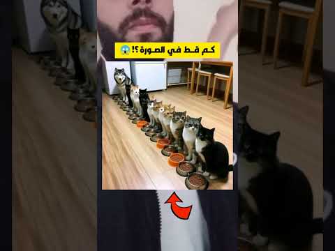 كم من قــط في الصورة؟! 😱🤔🔥 أتحدك تعرف الجواب الصح في أقل من 11 ثانية.. وغادي تربح معنا