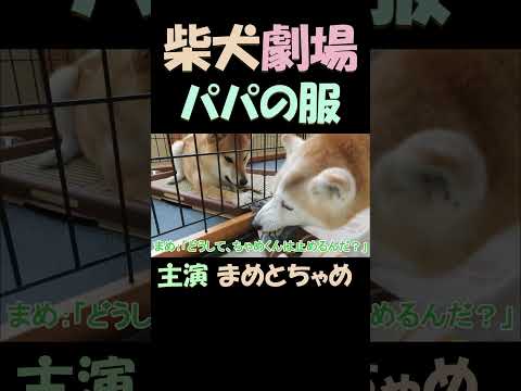 柴犬劇場 パパの服を嚙んだのは誰？ Shiba Inu Theater: Who bit the owner's clothes?