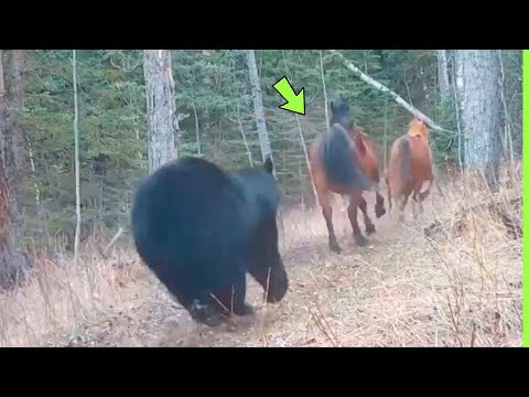 INACREDITÁVEL URSO ATACA CAVALOS