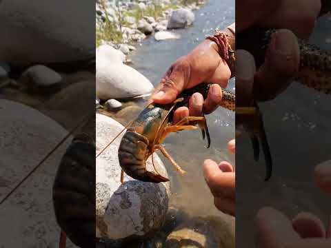 Extraordinaria pesca de camarones gigantes. #ríos #camarón #fishing #fish #fisherman #crawfish