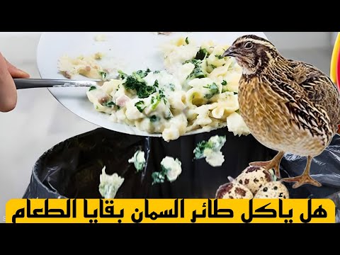 هل يأكل طائر السمان بقايا الطعام ؟