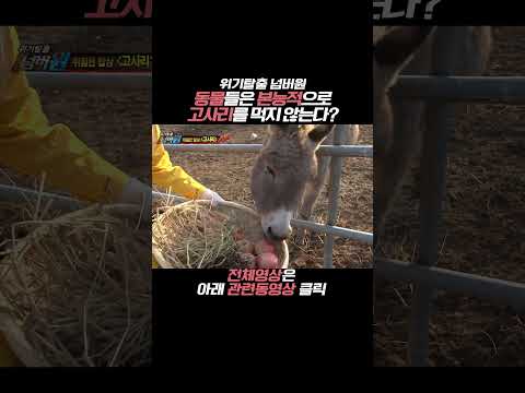 동물들에게 치명적인 고사리의 독성! #Shorts [위기탈출 넘버원] KBS 131230 방송