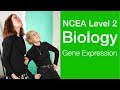 Genetic Mutations and Gene Expression