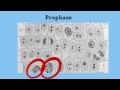 Understanding Prophase in Mitosis