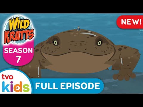 Salamander Streaming 🦎 | WILD KRATTS 🦊 | Animal, Nature, & Science Mysteries 🍃 | TVOkids