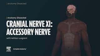 Anatomy Dissected: Cranial Nerve XI (accessory nerve)