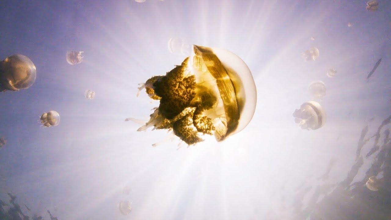 The Lake Filled With Over One Million Jellyfish BBC Earth