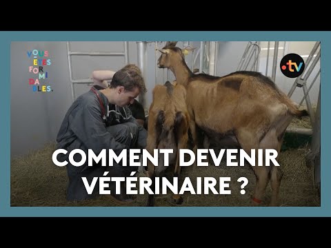 Comment devenir vétérinaire ?