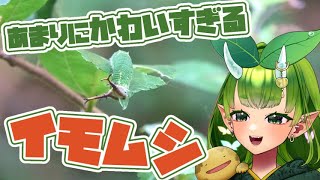 激かわイモムシちゃんと出会えました！！【ゴマダラチョウ】