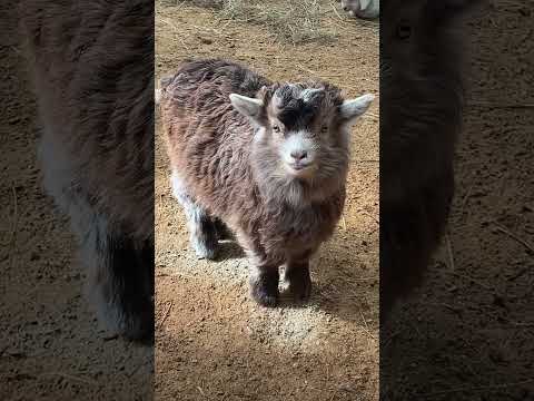 Life of a Baby Lamb in a Mongolian Yurt 🐑 #cutefarmanimal #animals