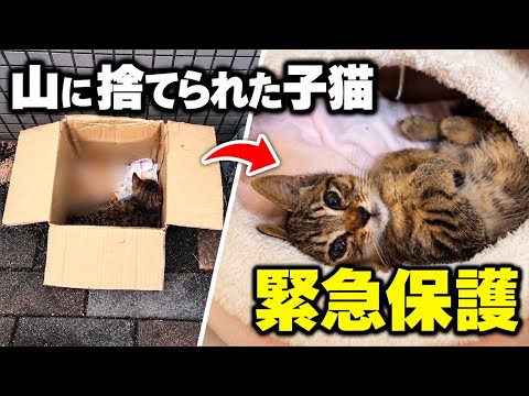 事故に遭い山に捨てられていた子猫を保護しました【緊急保護】