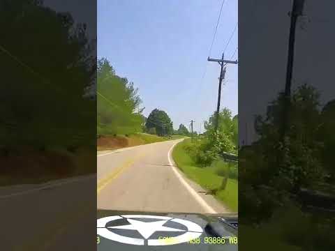 Albino whitetail fawn